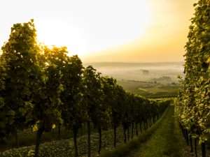Investir dans le vin de Bourgogne : un investissement rentable